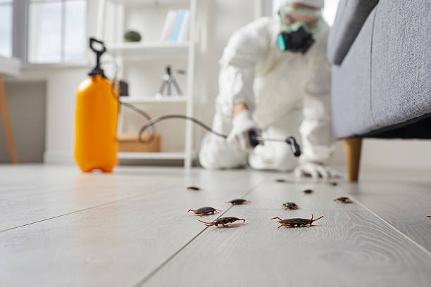 Commercial Rodent Management in Robie Creek